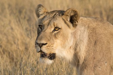 Erkek aslan Botswana, Afrika 'nın güneyindeki milli parkta çimlerin üzerinde dinleniyor..