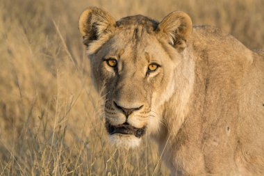 Kenya savanındaki aslan