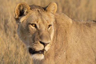 Yetişkin bir aslanın kruger 'daki kameraya bakışını kapatın.