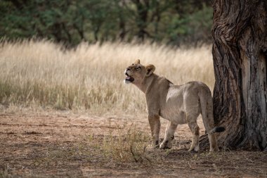 Vahşi doğada dişi aslan..