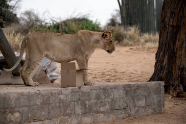 Güneşli bir günde hayvanat bahçesindeki bir aslanın yakın plan fotoğrafı.