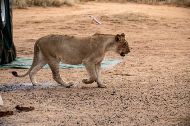 Namibya 'da uzun yeleli bir dişi aslan.