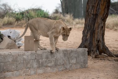 Hayvanat bahçesinde ahşap bir çitte yürüyen güzel bir beyaz aslan resmi.