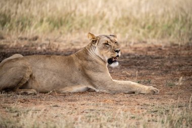 Afrika 'da vahşi bir dişi aslan