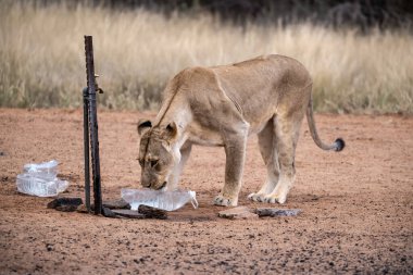 Namibya 'daki Afrika bozkırında genç bir aslan.