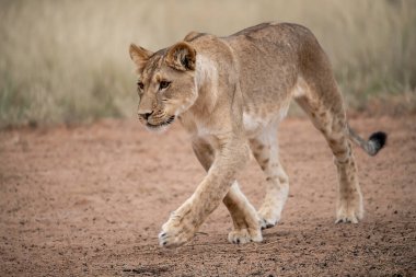 Aslan yavrusu toprak yolda yürüyor
