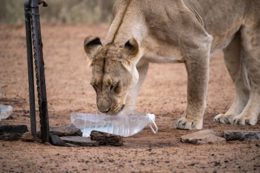 Aslan suda yemek yiyor.