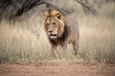 Kenya savanındaki aslan