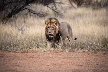 Güney Afrika 'daki Kruger Ulusal Parkı' nda aslan var.