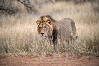 Afrika aslanı Kruger National park, Güney Afrika