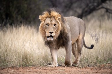 erkek aslan çim yürüyüş.