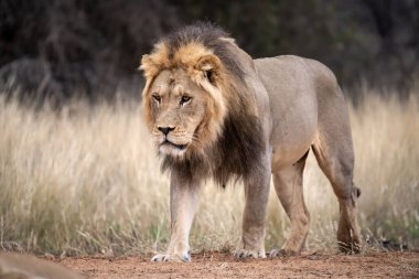Aslan Kruger Park, Güney Afrika