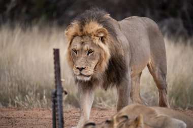 Aslan adam savanada yürüyor.