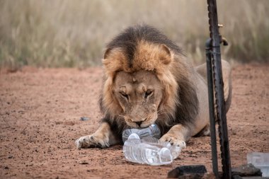 Namibya 'da sıcak bir günde aslan içme suyu