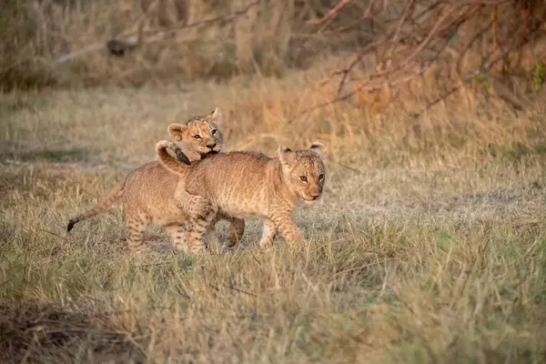 İki aslan çim yürüyüş