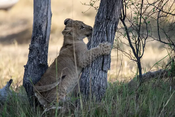 çim döşeme aslan yavrusu