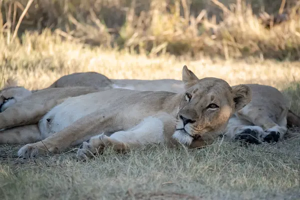 Çim döşeme aslan yavrusu