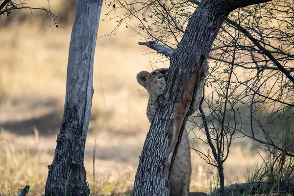 Güney Afrika aslanı