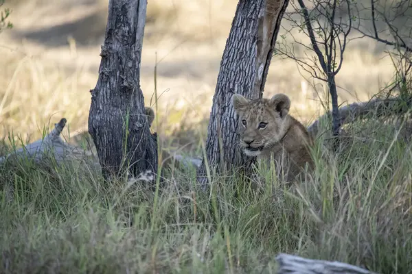 Güney Afrika aslanı.