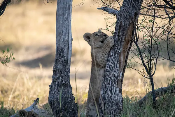 Aslan yavrusu kuru ağaçta yatıyor.