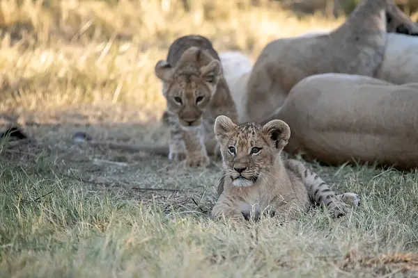 Güney Afrika 'da yavru bir aslanla genç bir aslan ailesi.