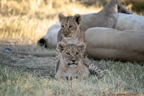 Ulusal parkta aslan yavrusuyla anne.