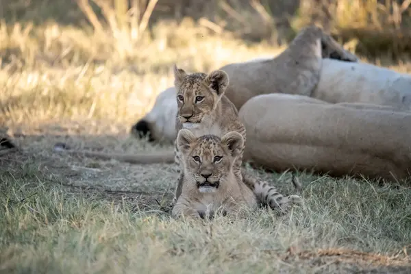 Güney Afrika 'daki Kruger Ulusal Parkı' nda annesiyle oynayan aslan yavrusu..