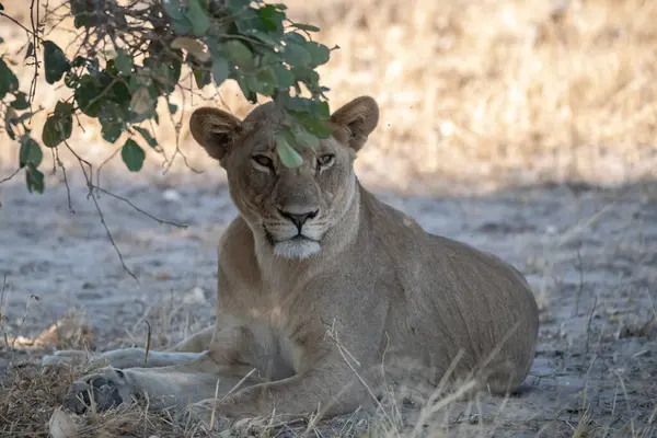 Güney Afrika 'da dişi aslan.