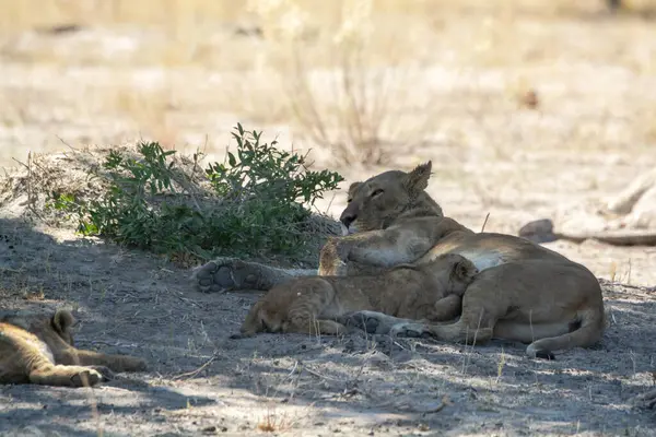 lioness with a cub on a tree in the savannah