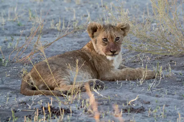 Genç yavru otların arasında