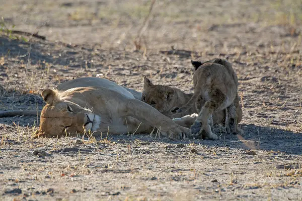 Afrika bozkırında dişi aslan ve aslan.