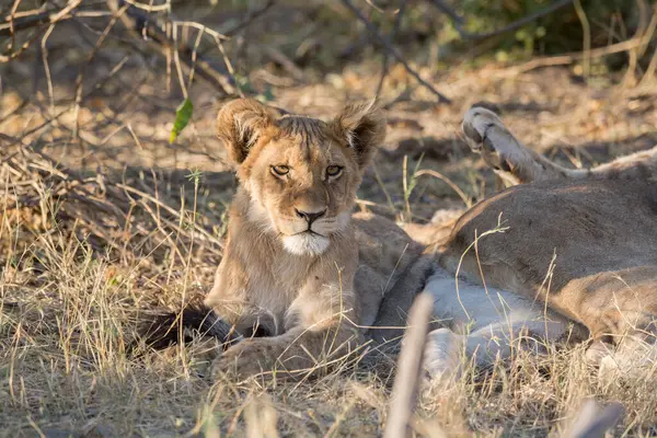 lion lying on a dry grass in the national park of the chochobotswana in the chogeango region in africa