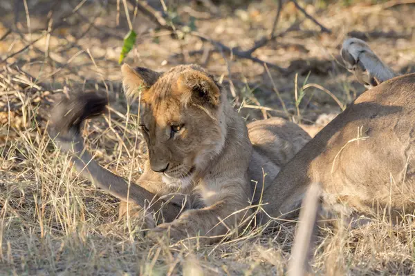 Genç Aslan Kruger Ulusal Parkı, Güney Afrika