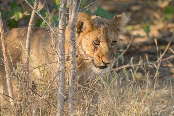 Güney Afrika 'daki Kruger Ulusal Parkı' nda aslan yavrusu.