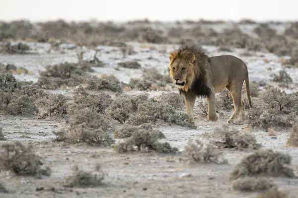 Etoşa Ulusal Parkı 'nda yürüyen aslan, namibya