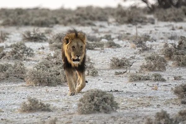 Aslan toprak yolda koşuyor.