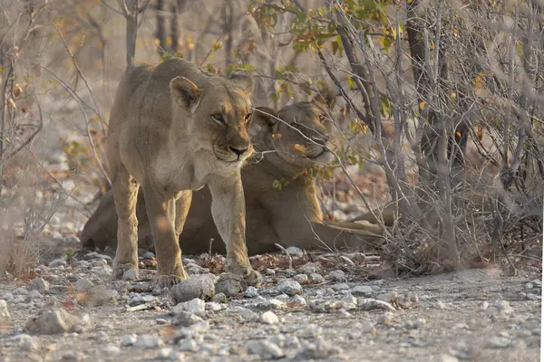 Afrika bozkırında bir erkek aslan.