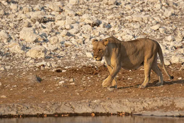 Etoşa 'daki Afrika aslanı.