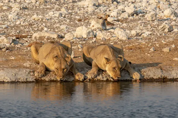 Etoşa 'daki su birikintisindeki su birikintisindeki Afrika filleri.