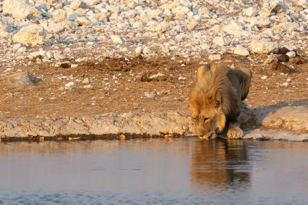 young lion drinking from water