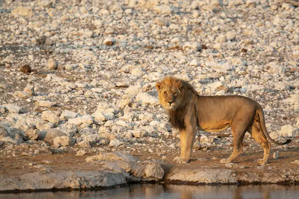 Botswana 'daki Chobe Ulusal Parkı' nda yerde genç bir aslan var.