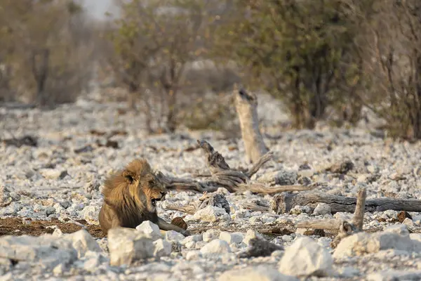 Namibya 'daki Etoşa Ulusal Parkı' nda yürüyen aslan.