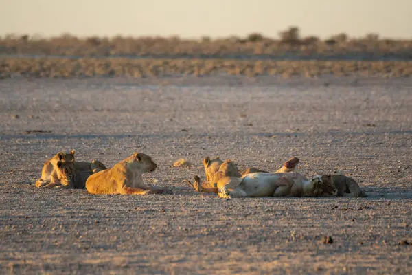 Güney Afrika 'daki bir savanada güneşte dinlenen aslanlar.