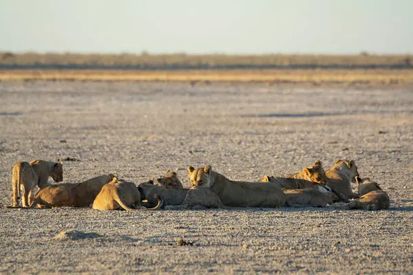 Aslanlar su birikintisinde dinleniyor