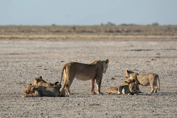 Etoşa 'da bir zebra ailesi