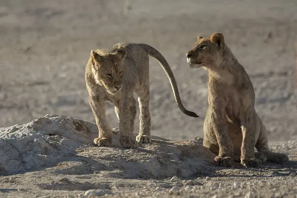 Etoşa Ulusal Parkı, Namibya 'da genç bir aslan