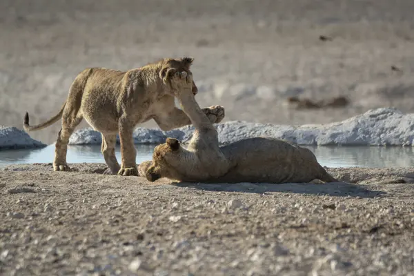 Bir çift genç aslan çöldeki kuru bir su birikintisinde savaşıyor.