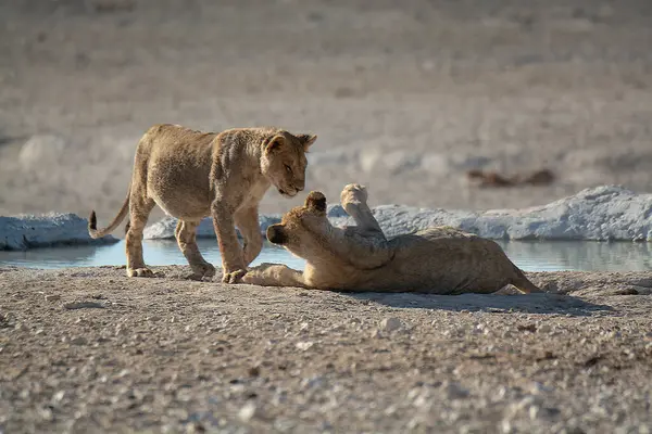 bir dişi ve erkek aslan içme suyu