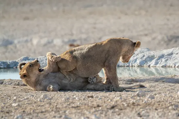 Yavrusuyla birlikte Güney Afrika 'daki Kruger Ulusal Parkı' nda oynayan bir erkek aslan..