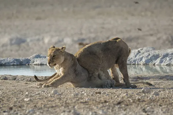 İki genç aslan yavrusu su içiyor.